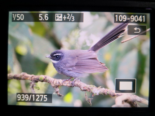 White-throated Fantail