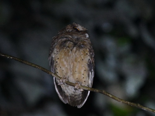 Reddish Scops Owl