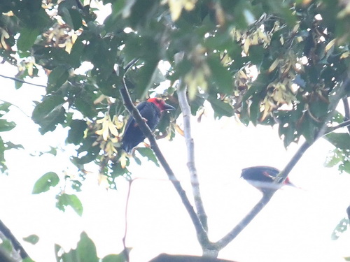 Bornean Bristlehead