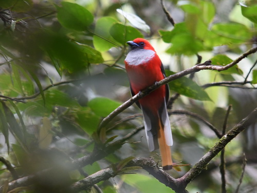 Whitehead's Trogon