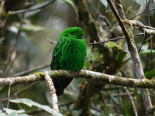 Whitehead's Broadbill