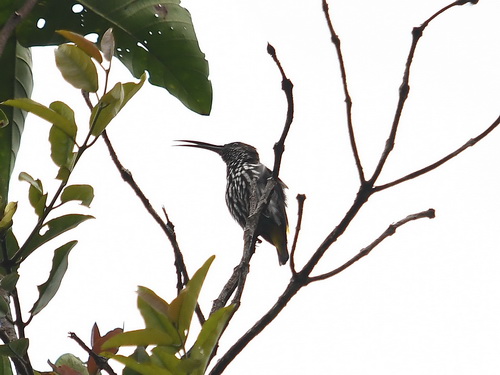 Whitehead's Spiderhunter