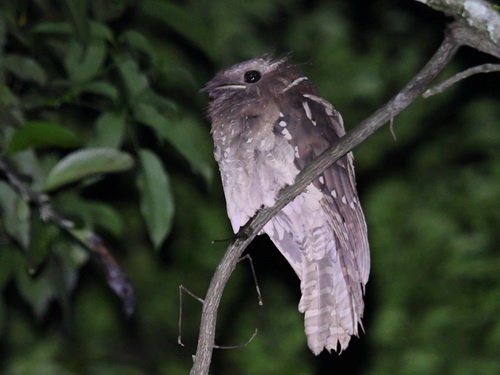 Dulit Frogmouth