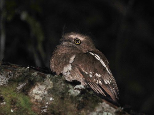 Bornean Frogmouth