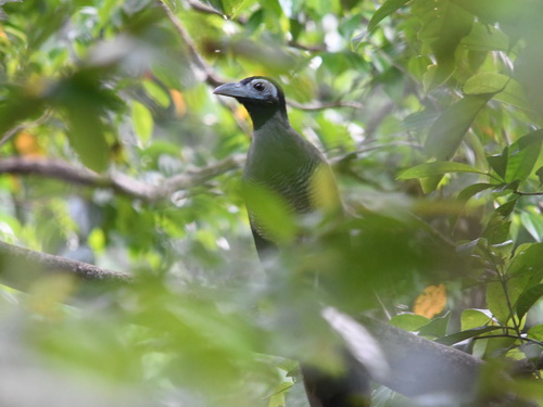 Bornean Ground Cuckoo