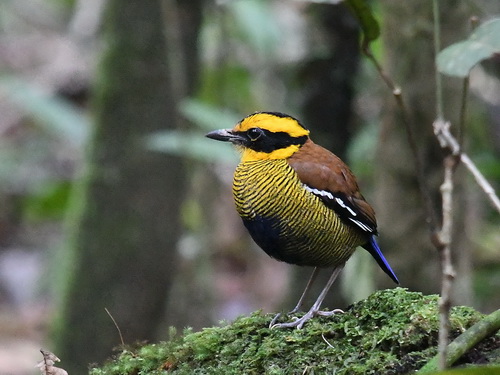 Bornean Banded Pitta