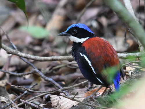 Blue-headed Pitta