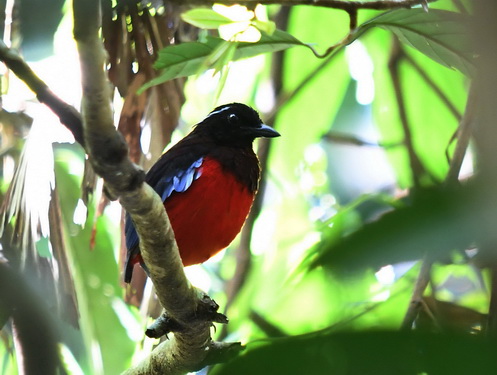 Black-headed Pitta