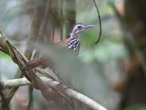 Bornean Wren-babbler