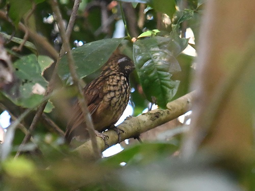 Black-throated Wren-babbler