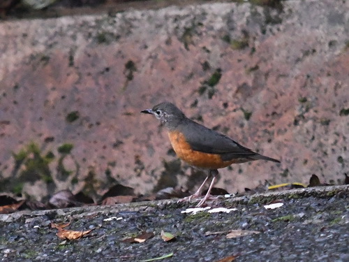 Everett's Thrush