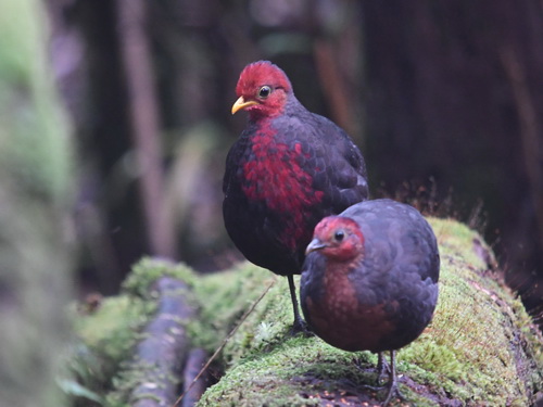 Crimson-headed Partridge