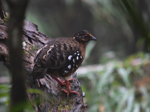 Red-breasted Partridge