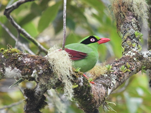 Bornean Green Magpie