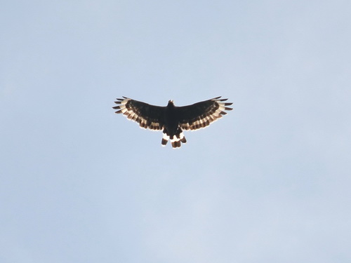Mountain Serpent Eagle