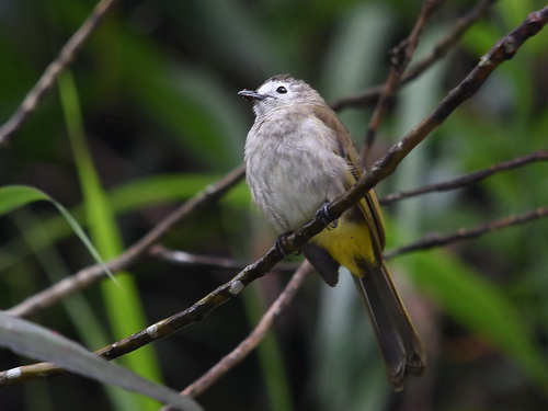 Pale-faced Bulbul