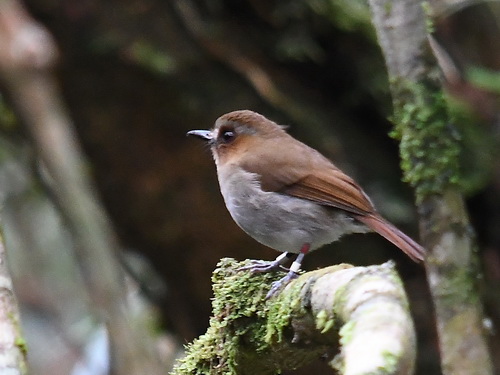Eyebrowed Jungle Flycatcher