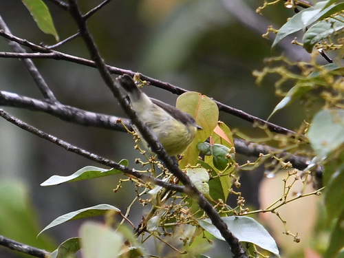 Pygmy Heleia
