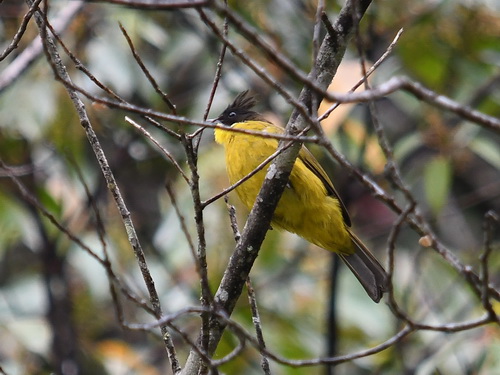 Bornean Bulbul