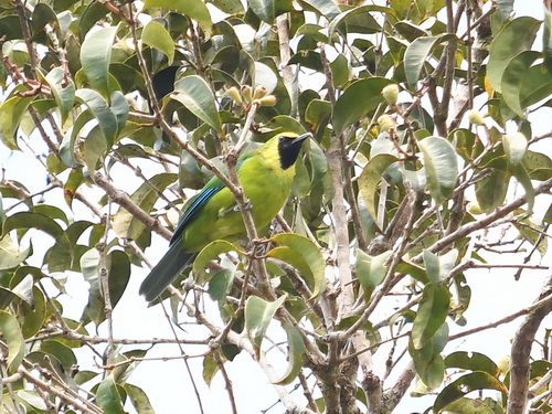 Bornean Leafbird