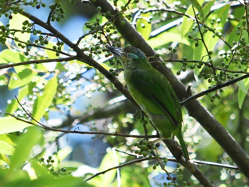Mountain Barbet