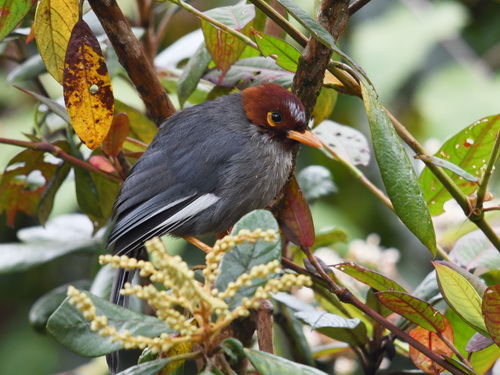 Chestnut-hooded Laughingthrush