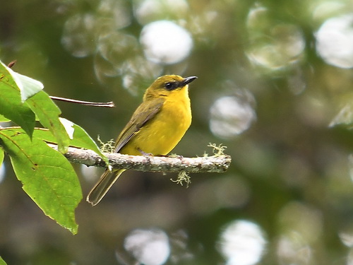 Bornean Whistler