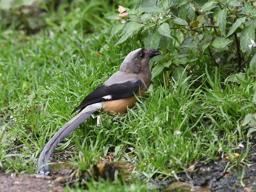 Bornean Treepie