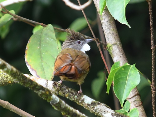 Chestnut-vented Bulbul