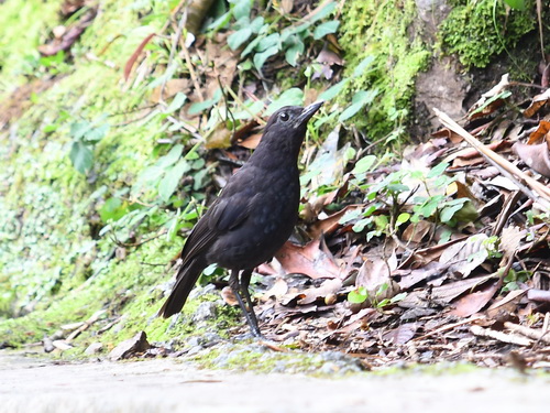 Bornean Whistling Thrush