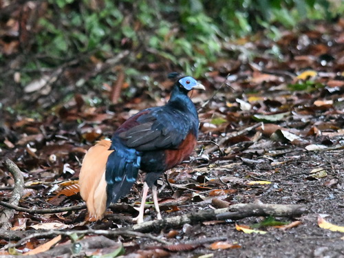 Bornean Crested Fireback