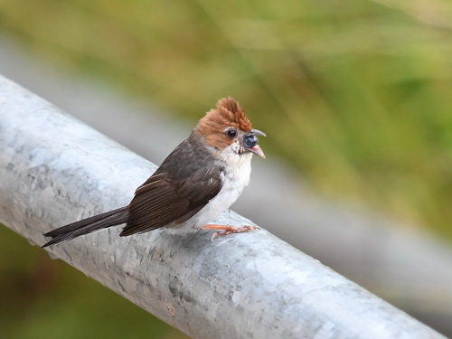 Chestnut-crested Yuhina