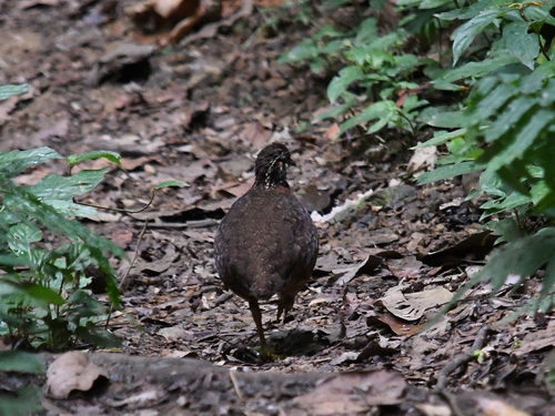 Sabah (Chestnut-necklaced) Partridge