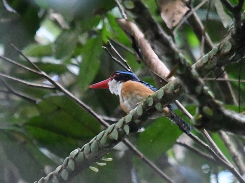 Bornean Banded Kingfisher