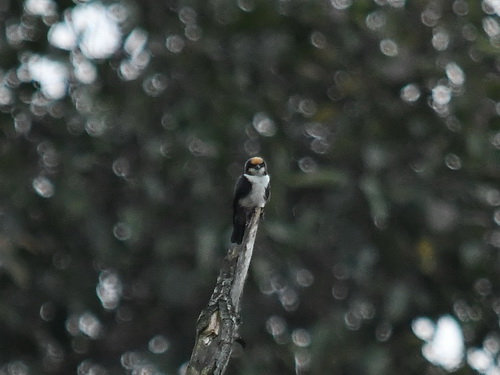 White-fronted Falconet