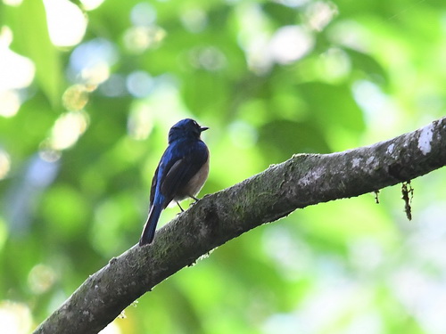 Bornean Blue Flycatcher 