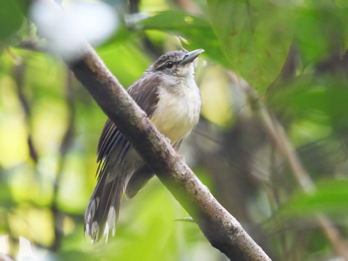 Hook-billed Bulbul