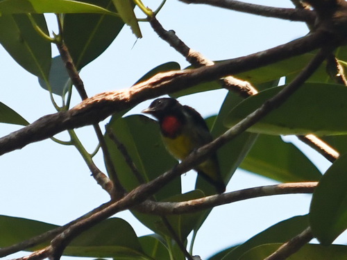 Scarlet-breasted Flowerpecker