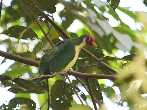 Jambu Fruit Dove 