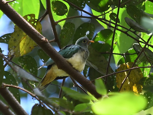 Jambu Fruit Dove 