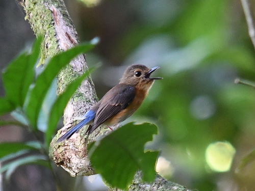 Sunda (Large-billed) Blue Flycatcher