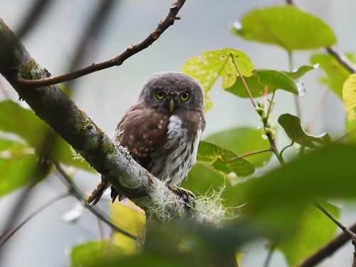 Sunda Collared Owlet