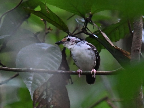 Striped Wren-babbler