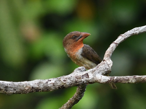 Bornean Brown Barbet