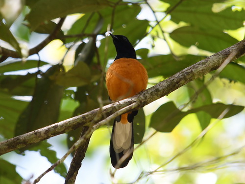 White-crowned Shama