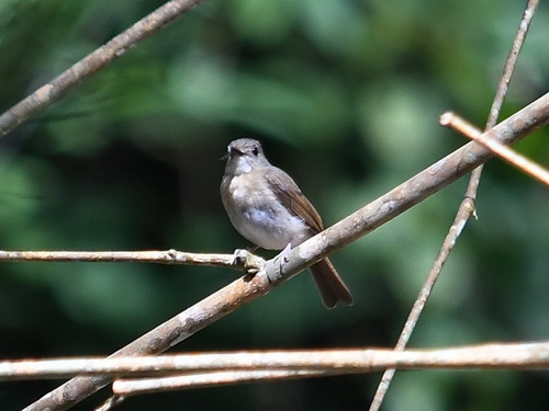 Fulvous-chested Jungle Flycatcher