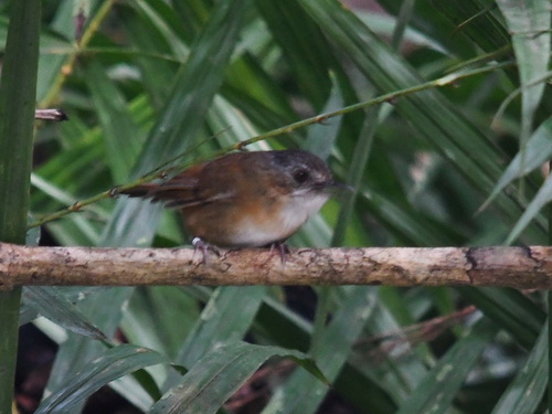 Temminck's Babbler