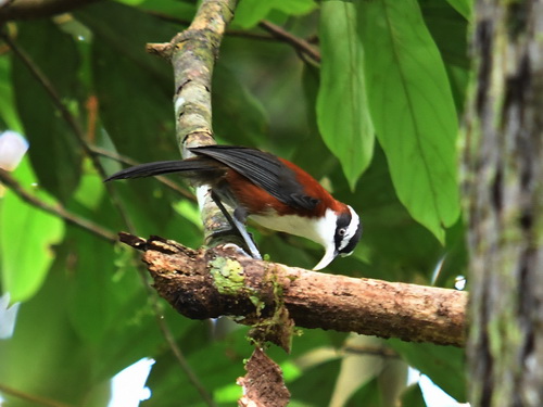 Chestnut-backed Scimitar Babbler