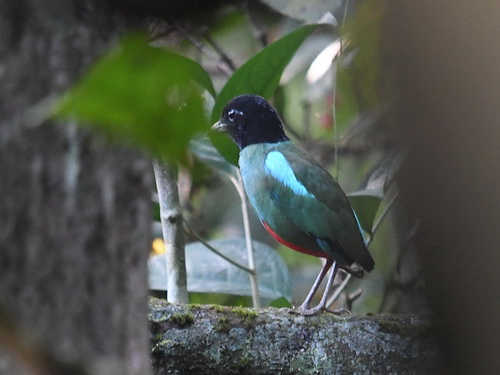 Hooded Pitta