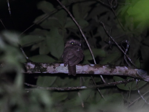 Sunda Frogmouth
